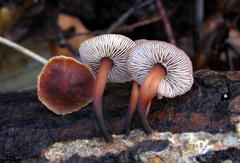 A caccia di Pleurotus.....parte2.